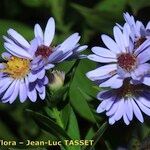 Symphyotrichum × versicolor Flower