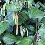 Piper tuberculatum Bloem