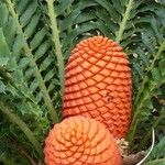 Encephalartos ferox Lorea