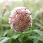 Trifolium fragiferum Çiçek