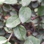 Cotoneaster acutifolius Foglia