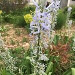 Camassia cusickii Flower