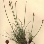 Carex macrostylos Vivejo