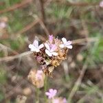 Petrorhagia prolifera Fiore