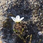 Sagina nodosa Flower