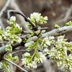 Dalbergia melanoxylon Цвят
