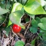 Ruscus hypophyllum Frucht