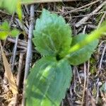 Ranunculus bullatus Лист