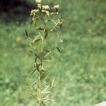 Pycnanthemum verticillatum Habit