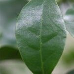 Coffea mauritiana Leaf