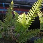 Polypodium vulgare葉