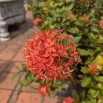 Ixora chinensisപുഷ്പം