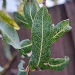 Salix purpurea Blad