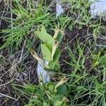 Aristolochia lutea Alkat (teljes növény)