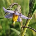 Solanum lanzae Λουλούδι