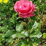 Rosa x damascena Flower