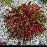 Amaranthus tricolor Folha