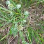 Filago pyramidata Flower