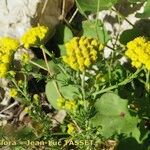 Tanacetum annuum Habit