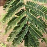 Albizia niopoides Листок