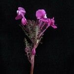 Pedicularis gracilis Yeri