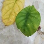 Alocasia clypeolata Hoja