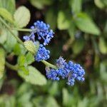 Ceanothus arboreus 花