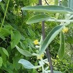 Elaeagnus angustifolia Blatt