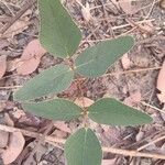 Adenodolichos rhomboideus Folha