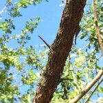 Searsia gueinzii Bark