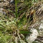 Phyteuma betonicifolium Hoja