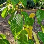 Carpinus orientalis Blad