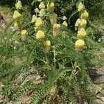 Astragalus alopecurus Habit