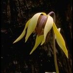 Darlingtonia californica Цвят