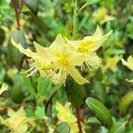 Rhododendron triflorum Flower