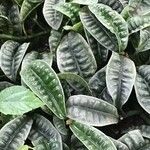 Psychotria ankasensis Leaf