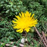 Sonchus arvensisКветка