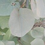 Cercis griffithii Leaf