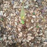 Arum concinnatum Leaf
