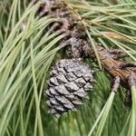 Pinus ponderosa Gyümölcs