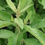 Vernonia brachycalyx Leaf