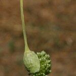 Allium scaberrimum Květ