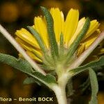 Asteriscus graveolens Flor