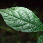 Randia nitida Leaf
