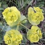 Euphorbia serrata Çiçek
