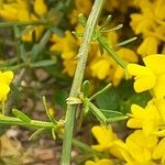 Genista acanthoclada 叶