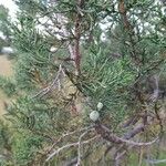 Juniperus deppeana Leaf