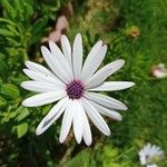 Osteospermum ecklonisKwiat