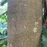 Macadamia tetraphylla Kabuk