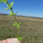 Galium palustre Лист